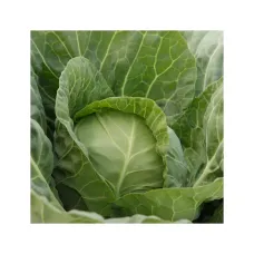 Капуста белокочанная "Джетодор F1" 20 шт Syngenta