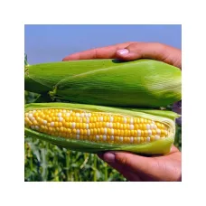 Кукуруза "Пантеон F1" 1000 шт Libra Seeds