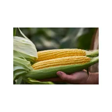 Кукурудза "Тусон F1" 20 шт Syngenta