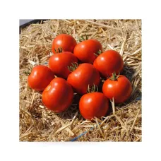 Томат "Мамако F1" 500 шт Syngenta