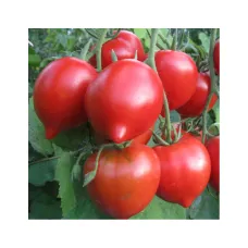 Томат "Примадонна F1" 5 г Елітний ряд