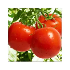 Томат "Санька" 1 г Елітний ряд