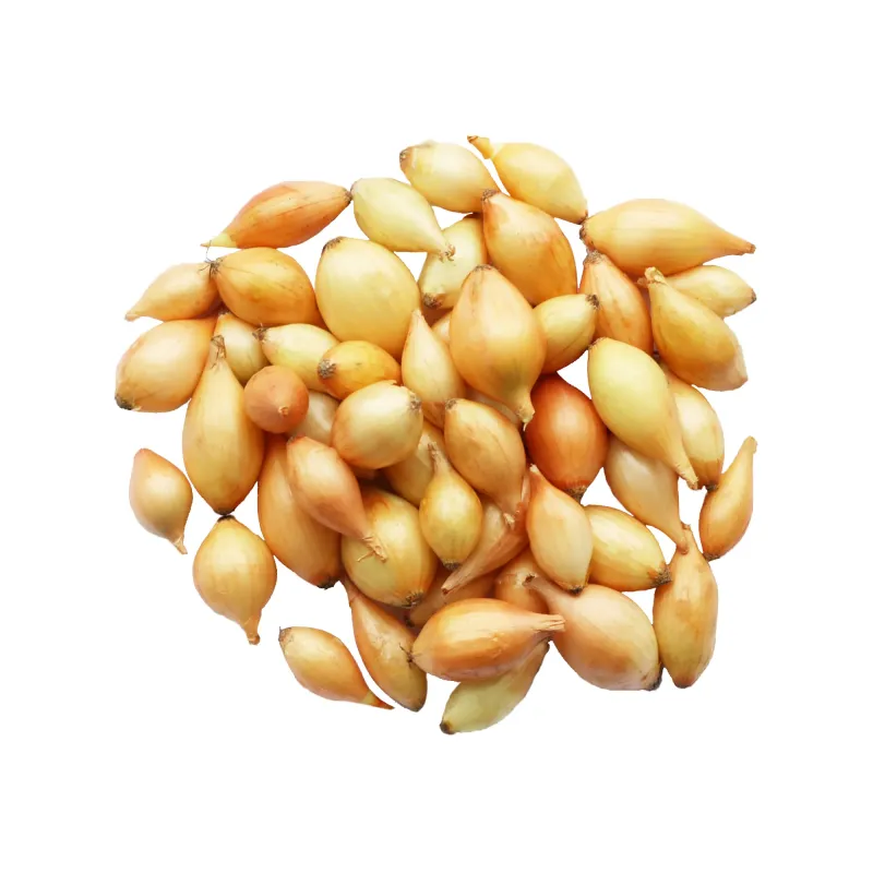 Озима цибуля-сівок Дайтона F1 10-21 мм 500 г BROER