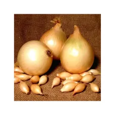 Цибуля сіянка Тріумф 10-21 мм 300 г ТОР