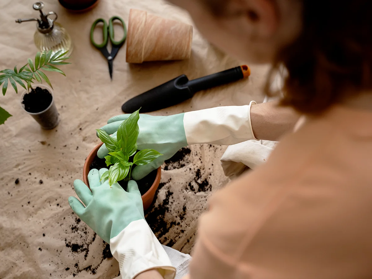 Домашнє пересаджування рослин із використанням натуральних матеріалів та кавової гущі