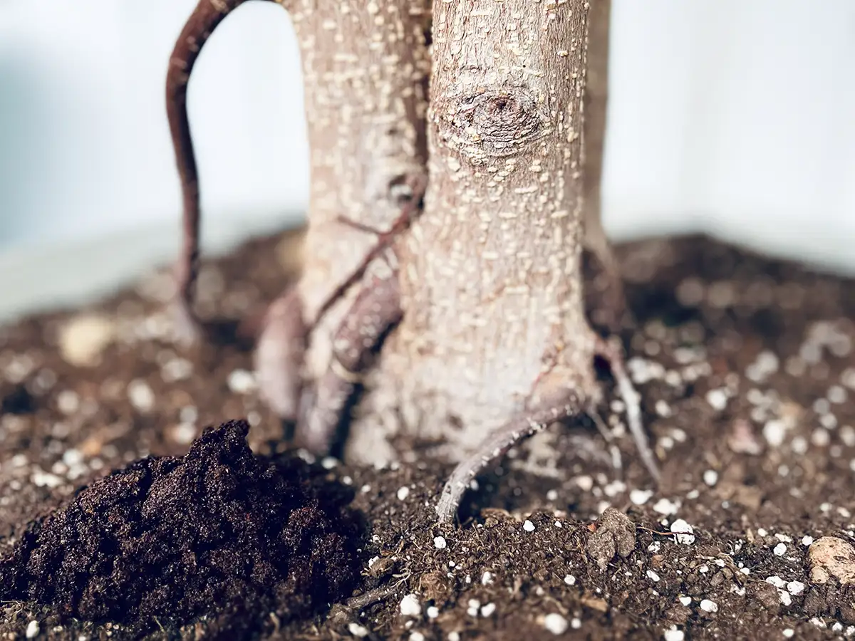 Кавова гуща на землі біля стовбура дерева &mdash; природний спосіб підживлення рослин